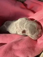 Puppy 4, a male French Bulldog for sale in Hartwell, GA – 2 of 3