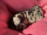Puppy 1, a female French Bulldog for sale in Hartwell, GA – 3 of 3