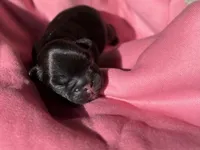 Puppy 5, a female French Bulldog for sale in Hartwell, GA – 2 of 3
