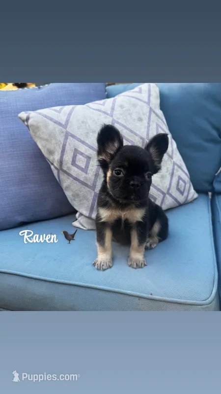 Raven - Fluffy girl – French Bulldog puppy for sale in Hartwell, GA