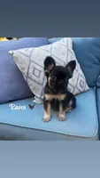 Raven - Fluffy girl, a female French Bulldog for sale in Hartwell, GA – 1 of 7