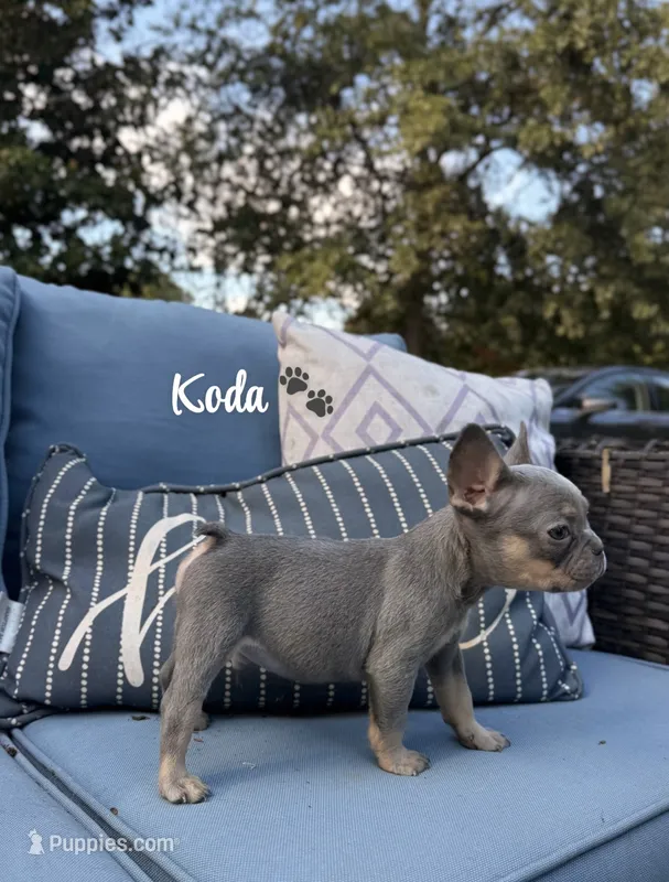 Koda – French Bulldog puppy for sale in Hartwell, GA