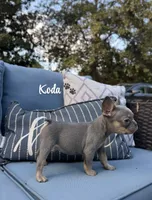Koda, a male French Bulldog for sale in Hartwell, GA – 1 of 8