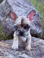 Ghost, a male French Bulldog for sale in Hartwell, GA – 2 of 4