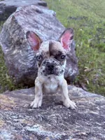 Ghost, a male French Bulldog for sale in Hartwell, GA – 4 of 4