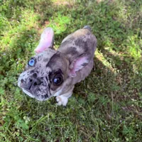 Ghost, a male French Bulldog for sale in Hartwell, GA – 3 of 4