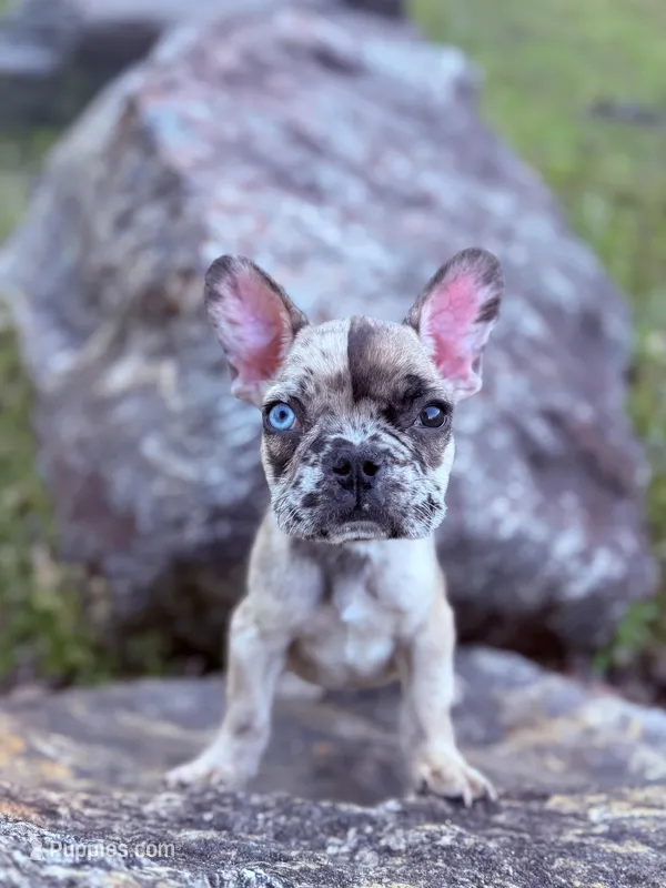 Ghost – French Bulldog puppy for sale in Hartwell, GA
