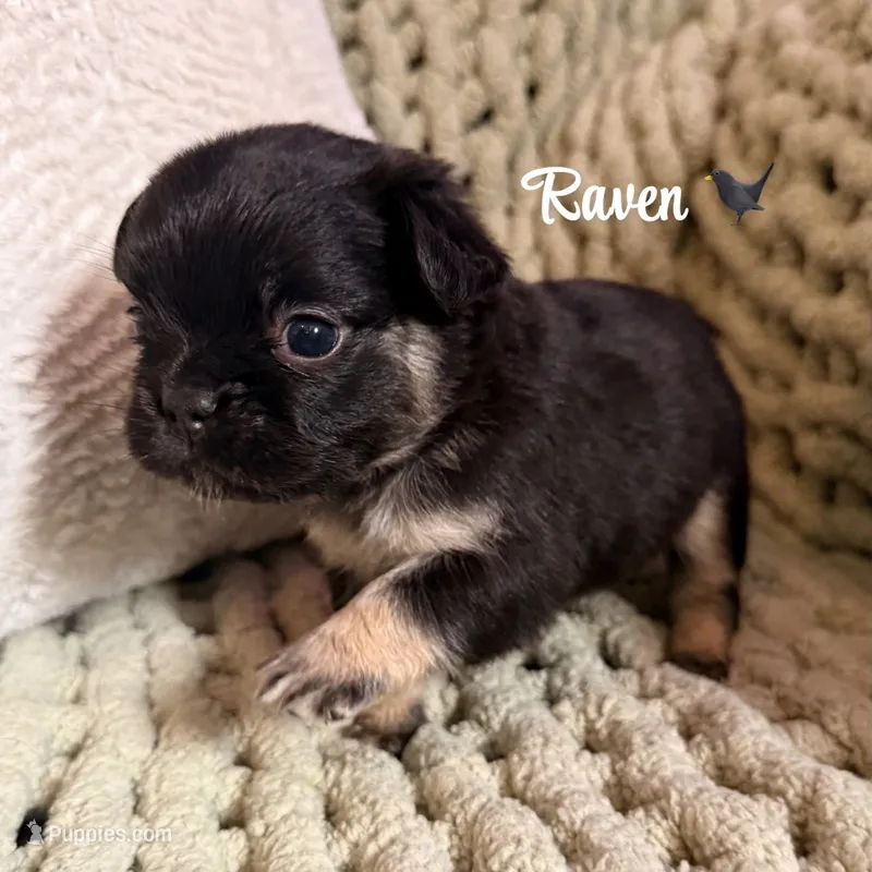 Raven - Fluffy girl – French Bulldog puppy for sale in Hartwell, GA
