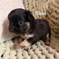 Raven - Fluffy girl, a female French Bulldog for sale in Hartwell, GA – 3 of 7