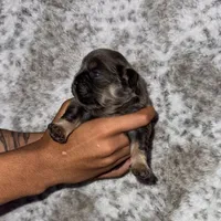 Deebo - Fluffy Boy, a male French Bulldog for sale in Hartwell, GA – 4 of 5