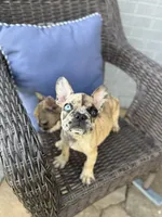 Ghost, a male French Bulldog for sale in Hartwell, GA – 2 of 4