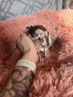 Luna - Fluffy Merle, a female French Bulldog for sale in Hartwell, GA – 5 of 9