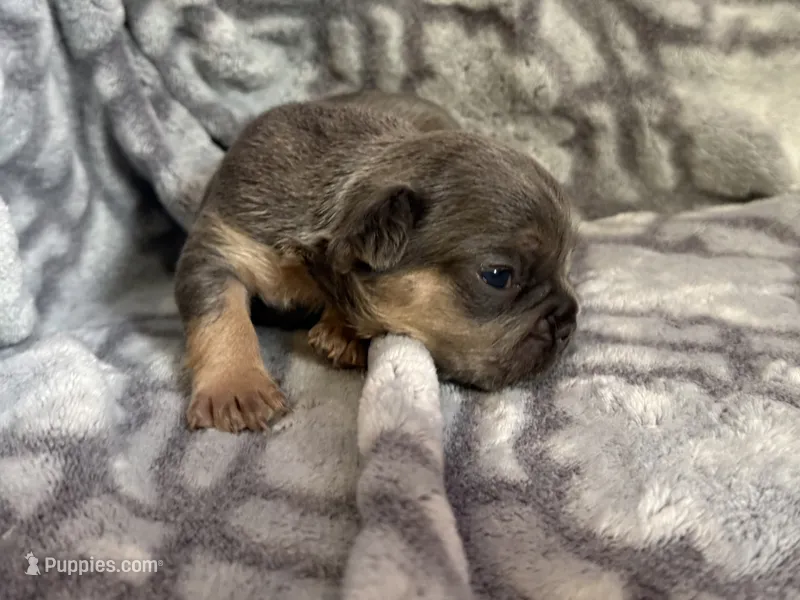 Storm – French Bulldog puppy for sale in Hartwell, GA