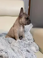 Ash, a male French Bulldog for sale in Hartwell, GA – 4 of 4