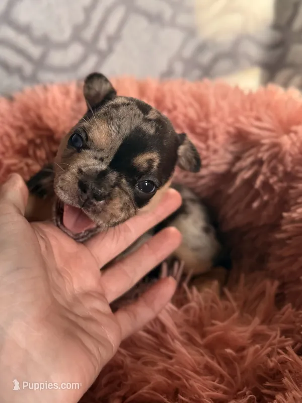 Cleo – French Bulldog puppy for sale in Hartwell, GA