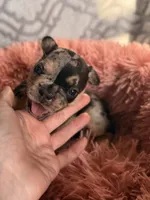 Cleo, a female French Bulldog for sale in Hartwell, GA – 3 of 7