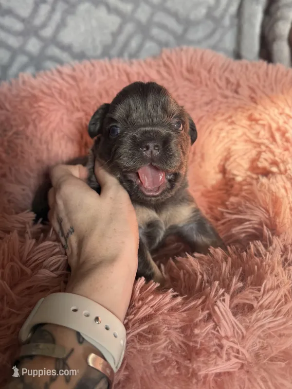 Deebo - Fluffy Boy – French Bulldog puppy for sale in Hartwell, GA