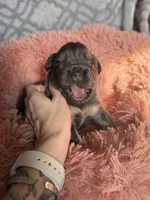 Deebo - Fluffy Boy, a male French Bulldog for sale in Hartwell, GA – 3 of 9