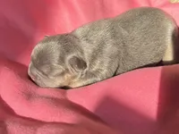 Puppy 6, a male French Bulldog for sale in Hartwell, GA – 3 of 3