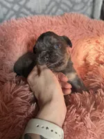 Deebo - Fluffy Boy, a male French Bulldog for sale in Hartwell, GA – 4 of 9
