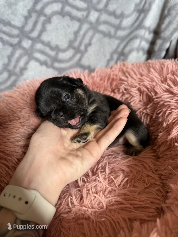 Raven - Fluffy girl – French Bulldog puppy for sale in Hartwell, GA