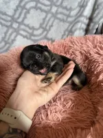 Raven - Fluffy girl, a female French Bulldog for sale in Hartwell, GA – 5 of 7