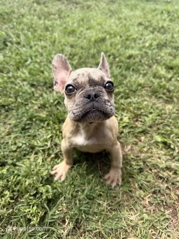 Ash – French Bulldog puppy on hold in Hartwell, GA