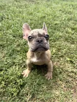 Ash, a male French Bulldog for sale in Hartwell, GA – 1 of 4