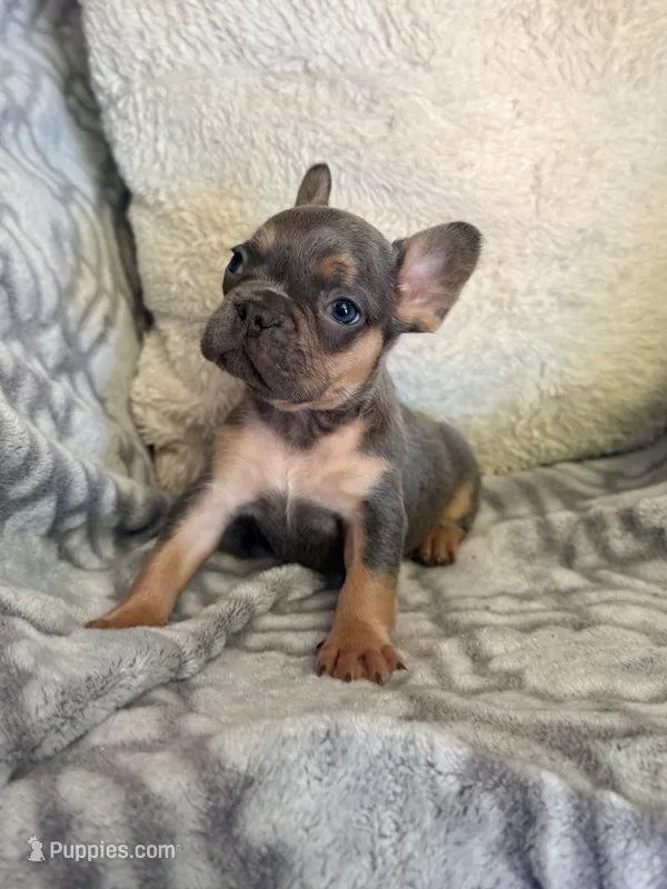 Storm – French Bulldog puppy for sale in Hartwell, GA