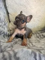 Storm, a male French Bulldog for sale in Hartwell, GA – 2 of 6