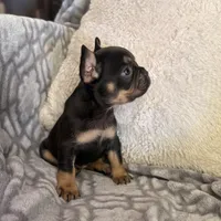 Mocha, a female French Bulldog for sale in Hartwell, GA – 4 of 8
