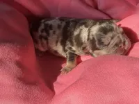 Puppy 7, a female French Bulldog for sale in Hartwell, GA – 2 of 2