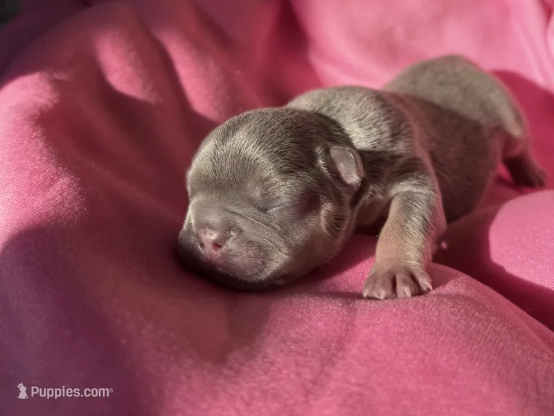 Puppy 6 – French Bulldog puppy for sale in Hartwell, GA