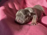 Puppy 6, a male French Bulldog for sale in Hartwell, GA – 1 of 3
