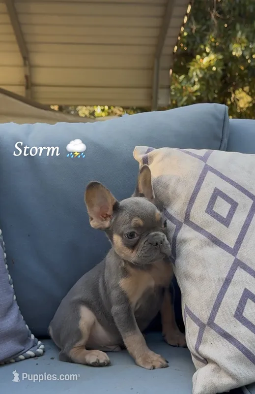 Storm – French Bulldog puppy for sale in Hartwell, GA