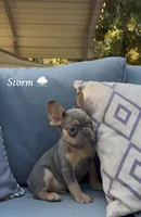 Storm, a male French Bulldog for sale in Hartwell, GA – 1 of 6