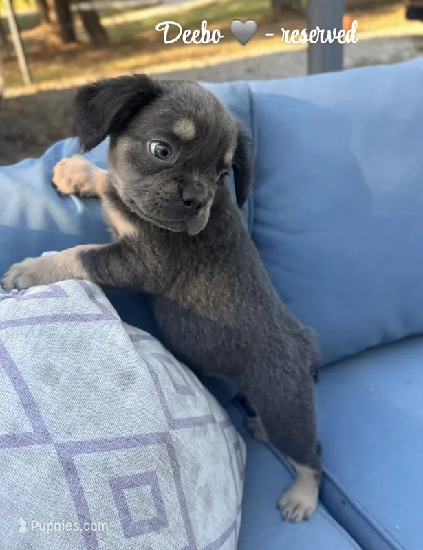 Deebo - Fluffy Boy – French Bulldog puppy on hold in Hartwell, GA