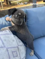 Deebo - Fluffy Boy, a male French Bulldog for sale in Hartwell, GA – 1 of 9
