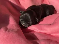 Puppy 5, a female French Bulldog for sale in Hartwell, GA – 3 of 3