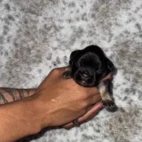 Raven - Fluffy girl, a female French Bulldog for sale in Hartwell, GA – 3 of 5