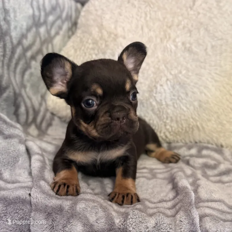 Mocha – French Bulldog puppy for sale in Hartwell, GA