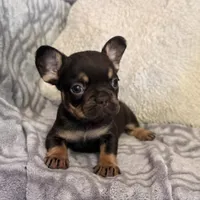 Mocha, a female French Bulldog for sale in Hartwell, GA – 2 of 8