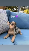 Cleo, a female French Bulldog for sale in Hartwell, GA – 1 of 7