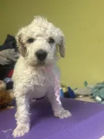 Astrid, a female Poodle - Standard  for sale in Baltimore, MD – Photo 3 of 4