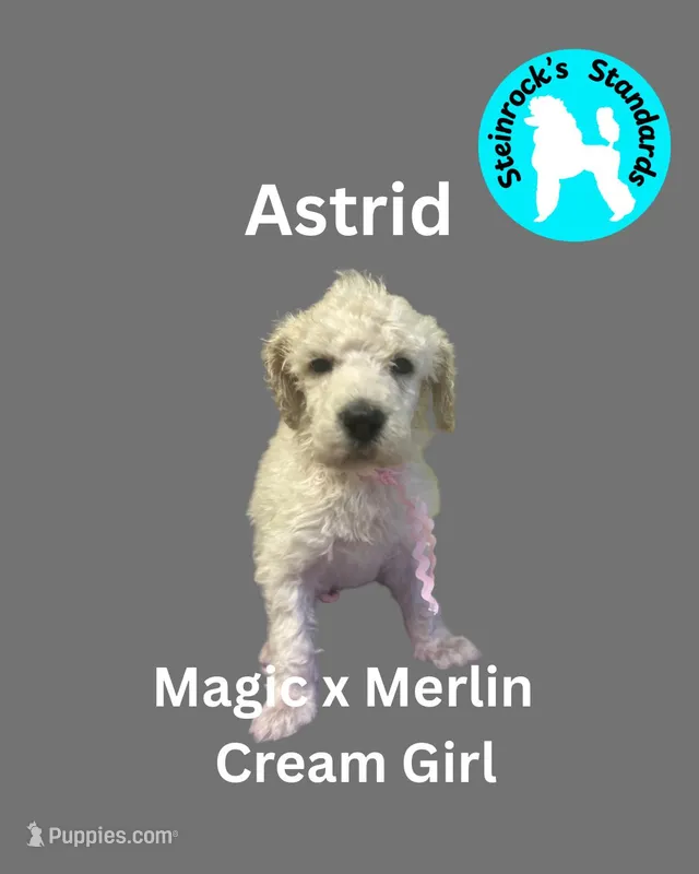 Astrid – Poodle - Standard  puppy for sale in Baltimore, MD