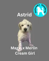 Astrid, a female Poodle - Standard  for sale in Baltimore, MD – Photo 1 of 4