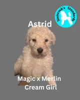 Astrid, a female Poodle - Standard  for sale in Baltimore, MD – Photo 2 of 4