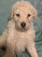 Astrid, a female Poodle - Standard  for sale in Baltimore, MD – Photo 4 of 4