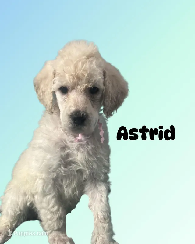 Astrid – Poodle - Standard  puppy for sale in Baltimore, MD