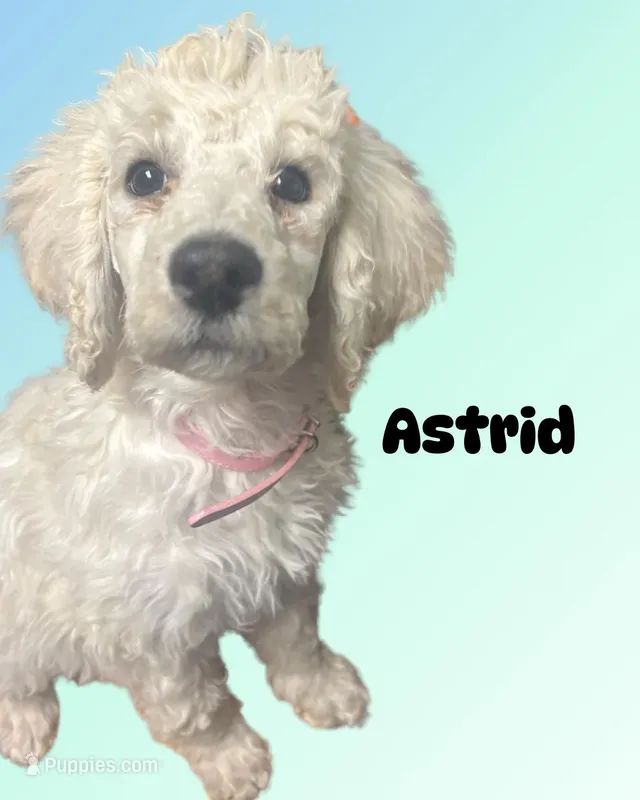 Astrid – Poodle - Standard  puppy for sale in Baltimore, MD